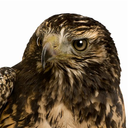 simsearch:400-04058197,k - Young Black-chested Buzzard-eagle () - Geranoaetus melanoleucus in front of a white background Foto de stock - Super Valor sin royalties y Suscripción, Código: 400-03997462