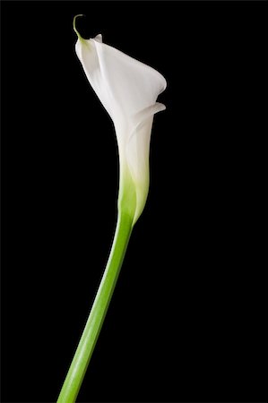 simsearch:400-05736913,k - White calla lily isolated on black Photographie de stock - Aubaine LD & Abonnement, Code: 400-03998207