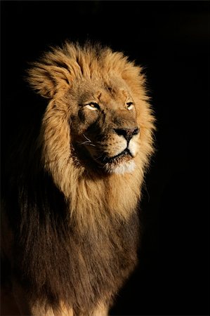 simsearch:400-03942591,k - Portrait of a big male African lion (Panthera leo), against a black background, South Africa Photographie de stock - Aubaine LD & Abonnement, Code: 400-03998494