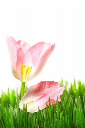 simsearch:400-04031781,k - Pink tulip with petal in the grass Stock Photo - Budget Royalty-Free & Subscription, Code: 400-03998589
