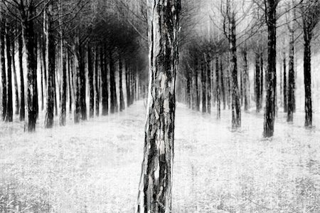 winter scene: long queue of pine trees Foto de stock - Super Valor sin royalties y Suscripción, Código: 400-03998662