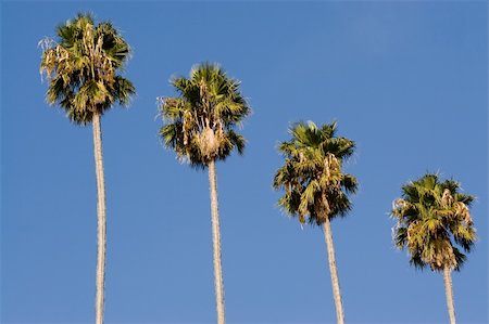 Palm trees which get progressively lower. Stockbilder - Microstock & Abonnement, Bildnummer: 400-03998675