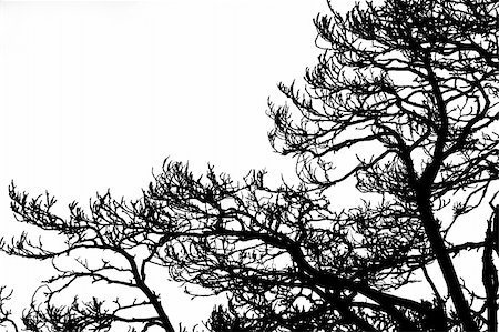 Silhouette of a gnarly tree in Winter. Stockbilder - Microstock & Abonnement, Bildnummer: 400-03998908