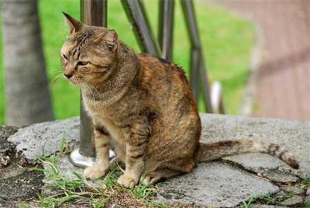 cat and old building Stock Photo - Budget Royalty-Free & Subscription, Code: 400-03998963