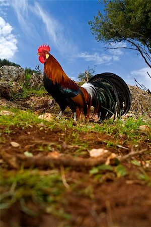 simsearch:400-04707619,k - free range rooster in a field with blue sky Stock Photo - Budget Royalty-Free & Subscription, Code: 400-03999035