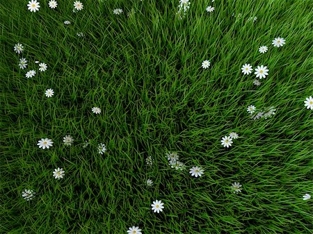 simsearch:400-05132684,k - 3d rendered illustration of a green grass field with white flowers Stockbilder - Microstock & Abonnement, Bildnummer: 400-03999058