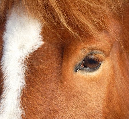 simsearch:400-08130471,k - the head of a brown horse, closeup Stock Photo - Budget Royalty-Free & Subscription, Code: 400-03999464