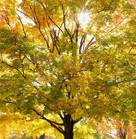 Maple tree in autum with colorful leaves. Stock Photo - Budget Royalty-Free & Subscription, Code: 400-03999461