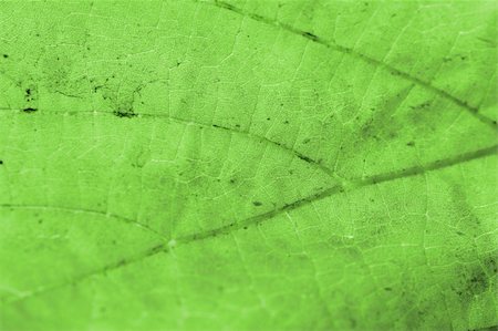 simsearch:400-04221461,k - Beautiful background leaves. Close-up photo. Great details. Stock Photo - Budget Royalty-Free & Subscription, Code: 400-03999781