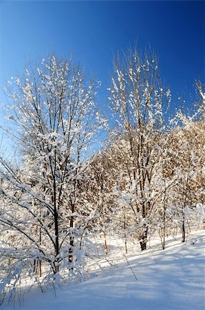 simsearch:400-04014691,k - Winter landscape of a sunny forest covered with snow Stock Photo - Budget Royalty-Free & Subscription, Code: 400-03999794