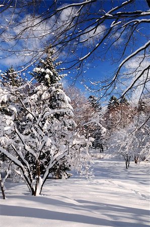simsearch:400-03985276,k - Winter landscape of a sunny park after a heavy snowfall Foto de stock - Super Valor sin royalties y Suscripción, Código: 400-03999795