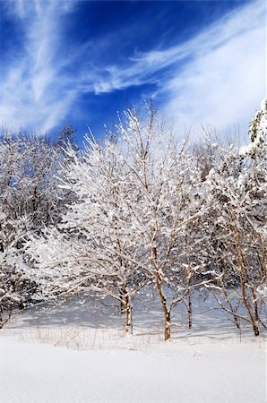 simsearch:400-03987371,k - Winter landscape of a sunny forest after a heavy snowfall Foto de stock - Super Valor sin royalties y Suscripción, Código: 400-03999796