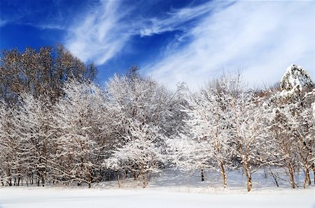 simsearch:400-03985276,k - Winter landscape of a sunny forest after a heavy snowfall Foto de stock - Super Valor sin royalties y Suscripción, Código: 400-03999797