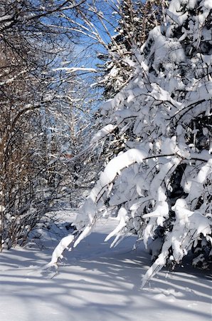 simsearch:400-04014691,k - Winter landscape of a sunny forest after a heavy snowfall Stock Photo - Budget Royalty-Free & Subscription, Code: 400-03999799