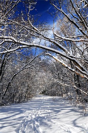 simsearch:400-04800962,k - Recreational path in winter forest after a snowfall Stockbilder - Microstock & Abonnement, Bildnummer: 400-03999802