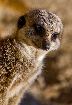 A Meerkat on watch Stock Photo - Budget Royalty-Free & Subscription, Code: 400-03999842