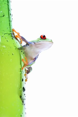 simsearch:400-03940235,k - frog on glass - a red-eyed tree frog (Agalychnis callidryas) closeup on green bottle Photographie de stock - Aubaine LD & Abonnement, Code: 400-03999856