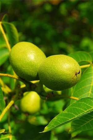 simsearch:400-07513164,k - Green walnuts growing on a tree, close up Stockbilder - Microstock & Abonnement, Bildnummer: 400-03990125