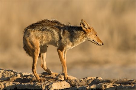 A black-backed Jackal (Canis mesomelas)  in defensive posture, Kalahari desert, South Africa Stock Photo - Budget Royalty-Free & Subscription, Code: 400-03990137