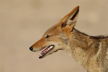 fox to the side - Portrait of a black-backed Jackal (Canis mesomelas), Kalahari desert, South Africa Stock Photo - Budget Royalty-Free & Subscription, Code: 400-03990138
