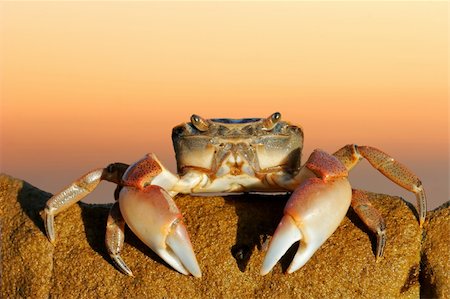 simsearch:400-06330325,k - A common shore crab (Cyclograpsus punctatus) on a rock against a red sky, South Africa Photographie de stock - Aubaine LD & Abonnement, Code: 400-03990139