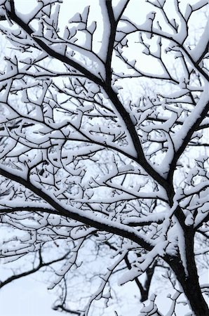 simsearch:400-03985276,k - Branch of a winter tree covered with snow Foto de stock - Super Valor sin royalties y Suscripción, Código: 400-03990130