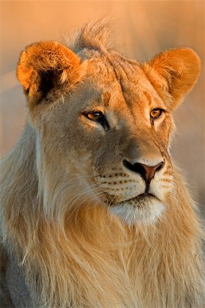 simsearch:400-03934175,k - Portrait of a young male African lion (Panthera leo), Kalahari desert, South Africa Stock Photo - Budget Royalty-Free & Subscription, Code: 400-03990145