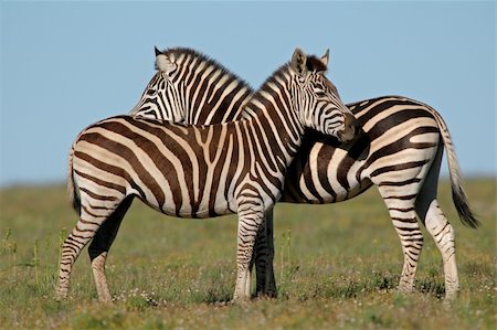 simsearch:400-07657090,k - Two Plains (Burchell?s) Zebras (Equus quagga), South Africa Fotografie stock - Microstock e Abbonamento, Codice: 400-03990141