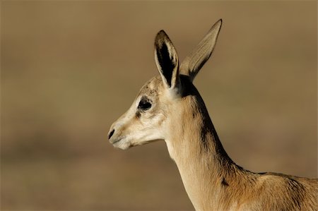 springbok - Portrait of a young springbok lamb (Antidorcas marsupialis), Kalahari desert, South Africa Photographie de stock - Aubaine LD & Abonnement, Code: 400-03990142