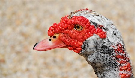 simsearch:400-04380845,k - A strange looking duck that looks kind of like a turkey. Stock Photo - Budget Royalty-Free & Subscription, Code: 400-03990166