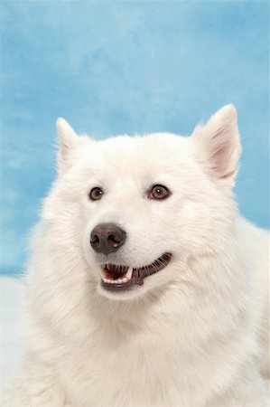 simsearch:400-06090463,k - White dog on blue background. Foto de stock - Royalty-Free Super Valor e Assinatura, Número: 400-03990848