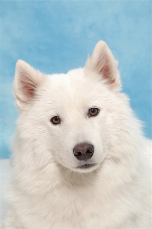 simsearch:400-06090463,k - White dog taken in studio. Foto de stock - Royalty-Free Super Valor e Assinatura, Número: 400-03990849