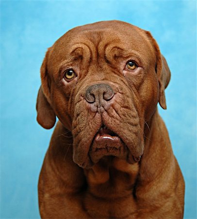 simsearch:400-06090463,k - Sad dog. Taken in studio on blue background. Foto de stock - Royalty-Free Super Valor e Assinatura, Número: 400-03990850