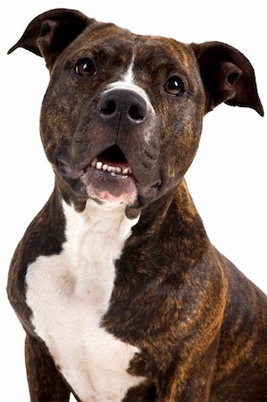 a beautifull american staffordshire terrier Stock Photo - Budget Royalty-Free & Subscription, Code: 400-03990936