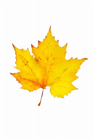 simsearch:400-03950884,k - One maple leaf, isolated on white background Photographie de stock - Aubaine LD & Abonnement, Code: 400-03990931