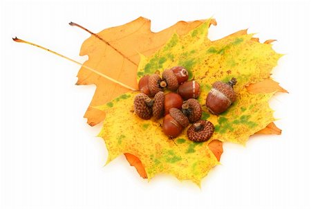 simsearch:400-04699407,k - acorns and leaves against white background, natural shadow underneath Photographie de stock - Aubaine LD & Abonnement, Code: 400-03990995