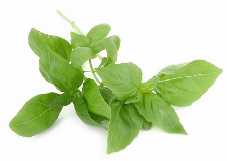 simsearch:400-04418942,k - fresh basil leaves on white background, natural minimal shadow underneath Stockbilder - Microstock & Abonnement, Bildnummer: 400-03991078