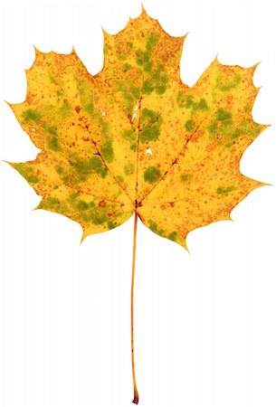 simsearch:400-04699407,k - dried spotted maple leaf isolated on pure white background Stock Photo - Budget Royalty-Free & Subscription, Code: 400-03991073