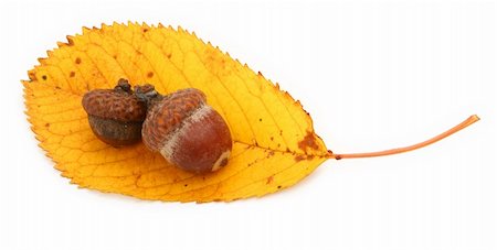simsearch:400-04699407,k - close-up of acorns and dry fall leaf against white background, minimal natural shadow in front Photographie de stock - Aubaine LD & Abonnement, Code: 400-03991172