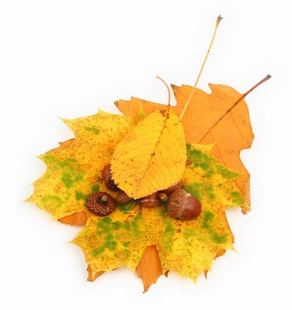 simsearch:400-04699407,k - close-up of acorns and leaves against white background Photographie de stock - Aubaine LD & Abonnement, Code: 400-03991173