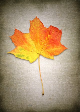 simsearch:400-04699407,k - maple leaf against rough material background Stock Photo - Budget Royalty-Free & Subscription, Code: 400-03991216