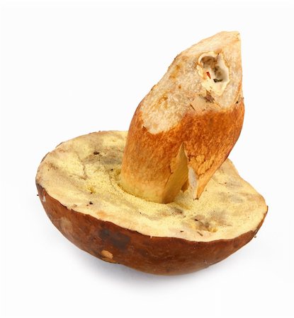 close-up of single Bay Bolete on white background, minimal natural shadow in front Stock Photo - Budget Royalty-Free & Subscription, Code: 400-03991233