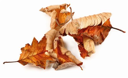 simsearch:400-04699407,k - group of dried fall leaves against white, gentle natural shadow underneath Stockbilder - Microstock & Abonnement, Bildnummer: 400-03991247