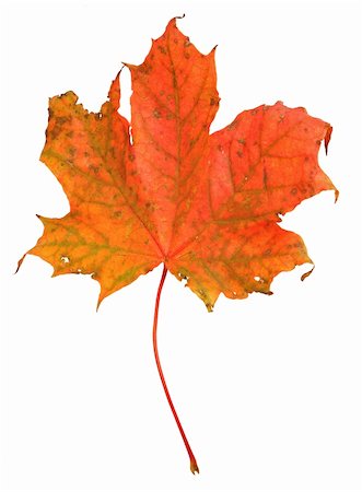 simsearch:400-04699407,k - close-up of maple leaf isolated on pure white background Stockbilder - Microstock & Abonnement, Bildnummer: 400-03991254