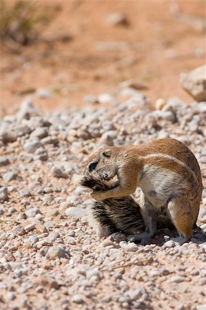 south africa dry ground - Ground squirrel grooming its tail in the desert Stock Photo - Budget Royalty-Free & Subscription, Code: 400-03991420