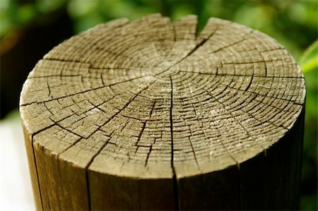 tree stump close-up Fotografie stock - Microstock e Abbonamento, Codice: 400-03991797