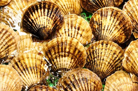 Big sea shells in a marine food restaurant. Fotografie stock - Microstock e Abbonamento, Codice: 400-03991798