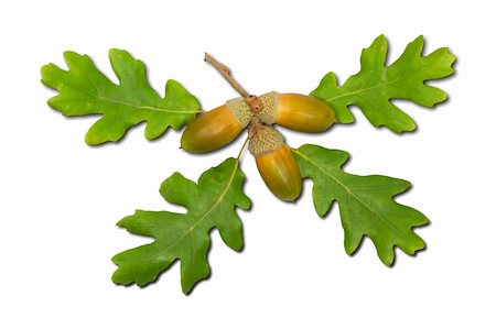 simsearch:400-05277296,k - Acorns and oak leaves on white background. Stock Photo - Budget Royalty-Free & Subscription, Code: 400-03991926