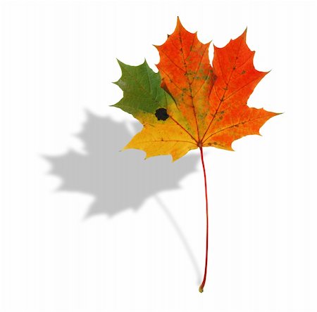 simsearch:400-04699407,k - multicolored maple leaf with shadow Stock Photo - Budget Royalty-Free & Subscription, Code: 400-03992066