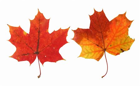 simsearch:400-04699407,k - two vivid maple leaves isolated on white Stock Photo - Budget Royalty-Free & Subscription, Code: 400-03992122
